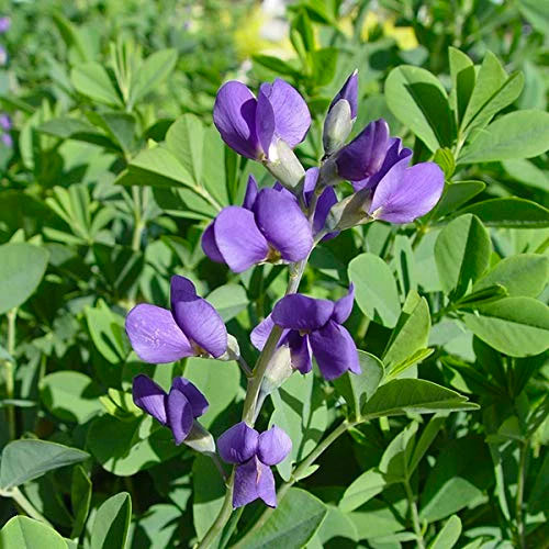 photograph of the indigo plant