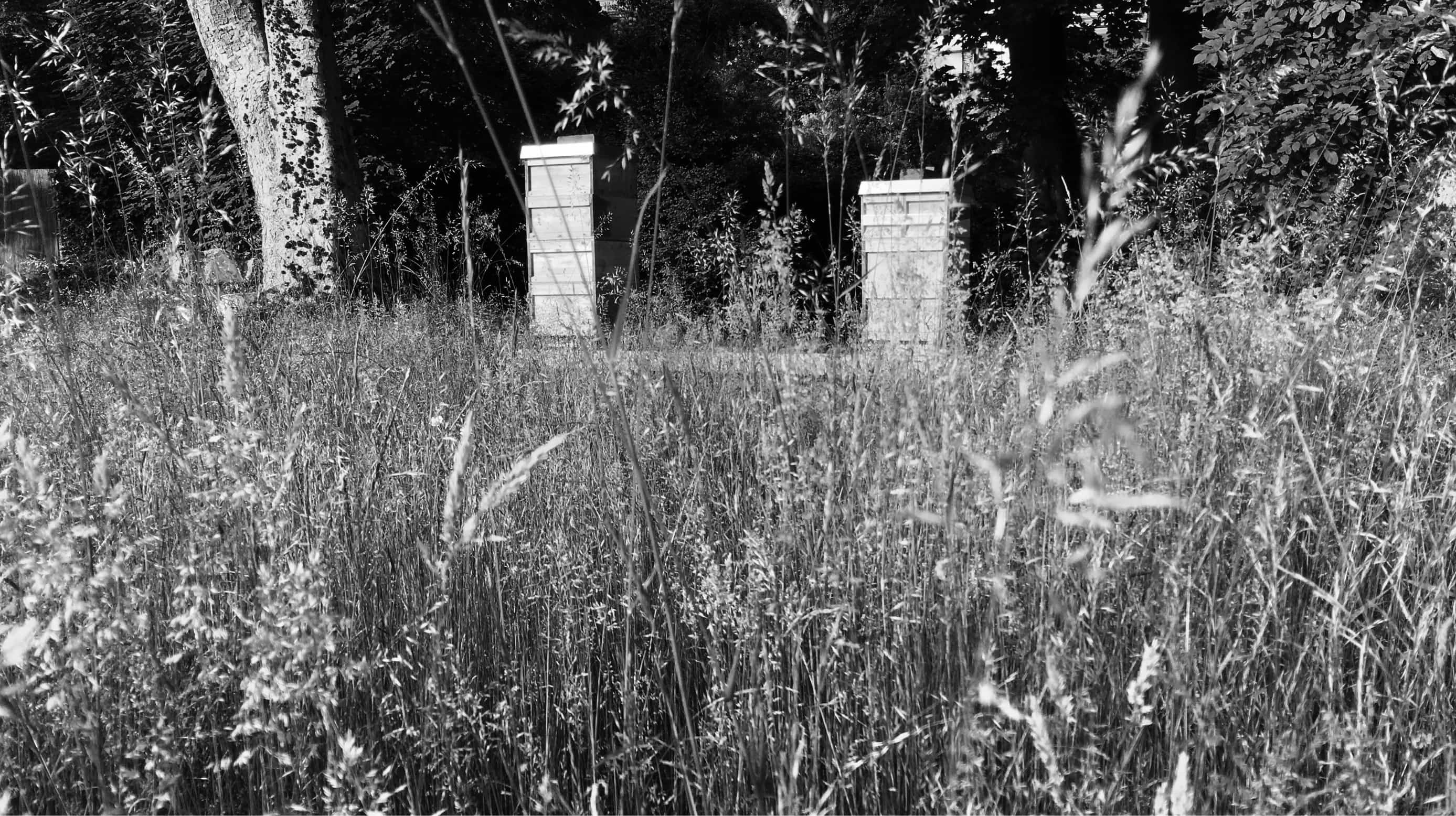 wald & wildblüten honig 34