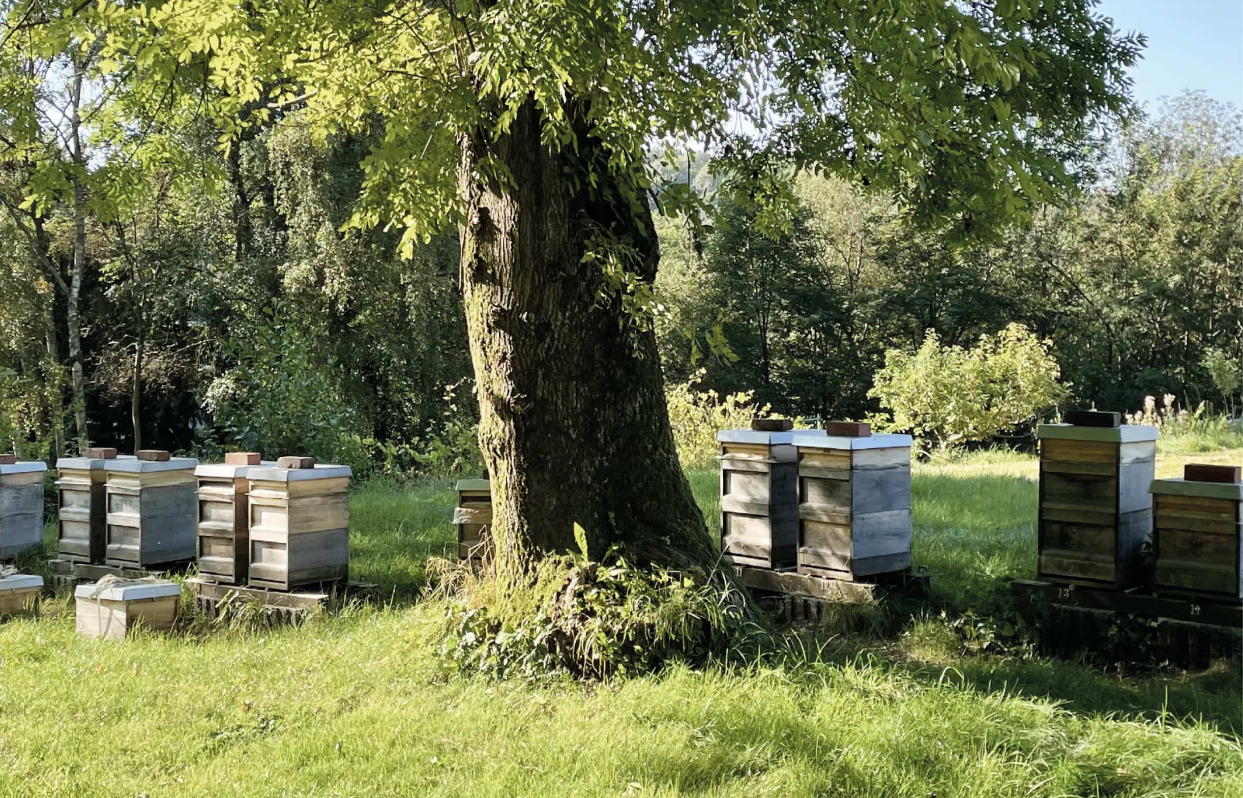 Bienenstöcke im Naturschutzgebiet „Unteres Morsbachtal“ im Bergischen Land