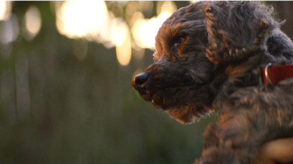 Han - The Farmer's Dog