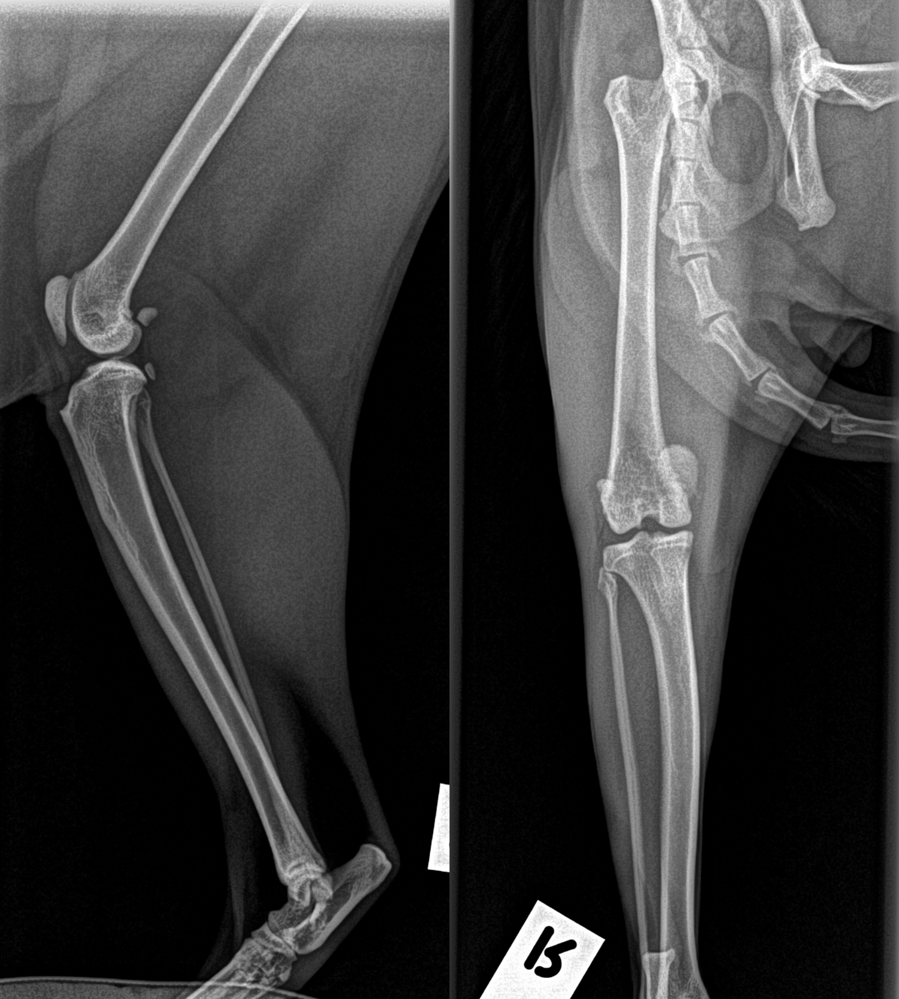 2 xrays showing a patella luxation