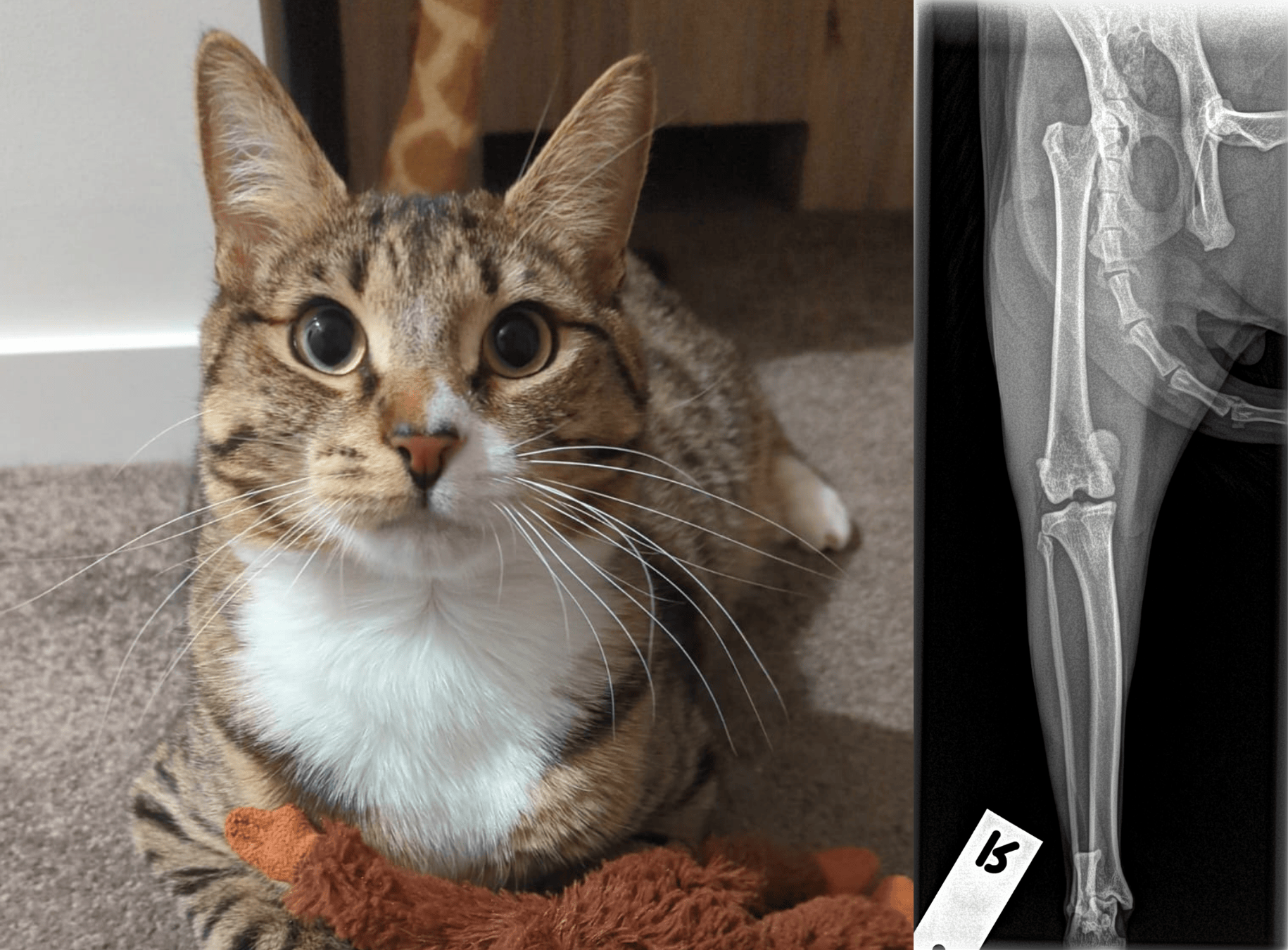 đž From Backyard Visitor to Surgical Success: Elrondâs Journey with Medial Patella Luxation