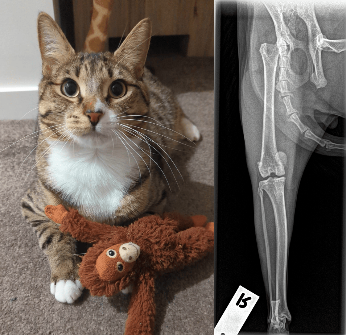 🐾 From Backyard Visitor to Surgical Success: Elrond’s Journey with Medial Patella Luxation