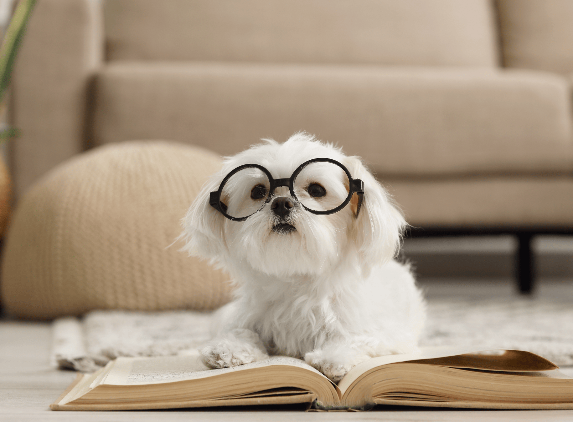 Understanding The Costs Of Pet Care