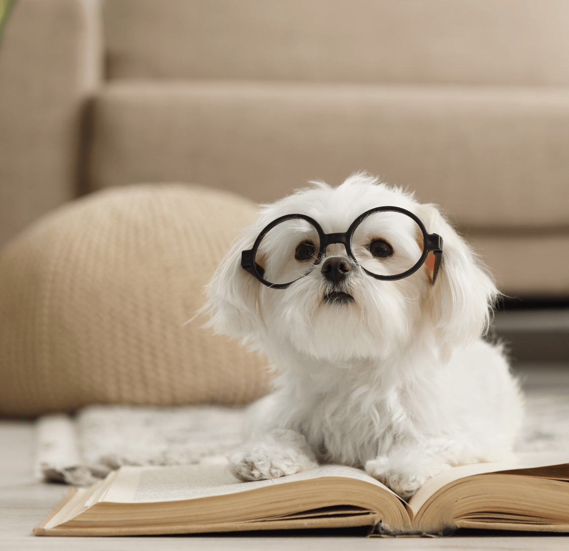 Understanding The Costs Of Pet Care