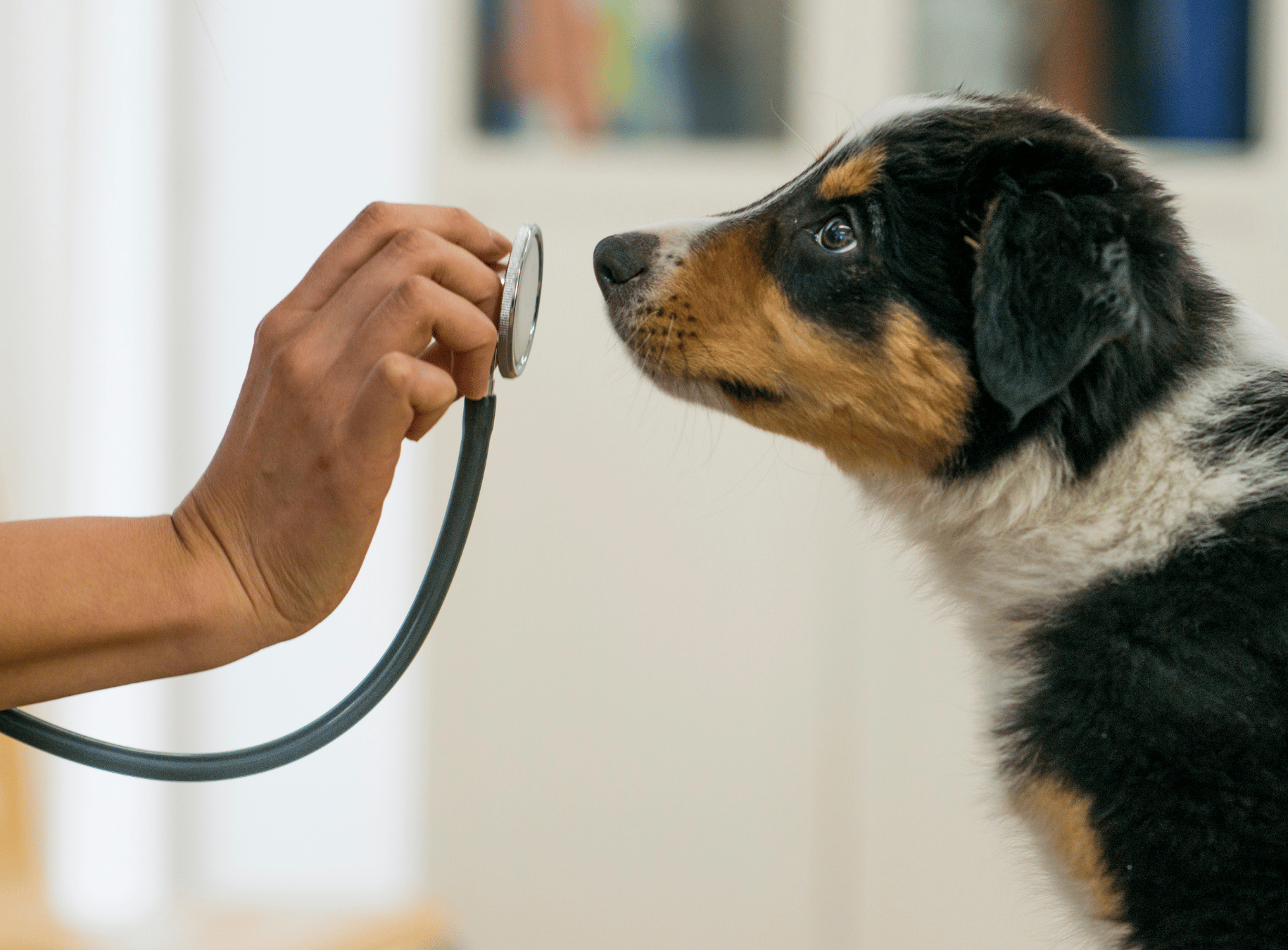 Why We Sometimes Recommend Muzzles & Pre-Visit Medication And Why It’s Nothing To Be Ashamed Of