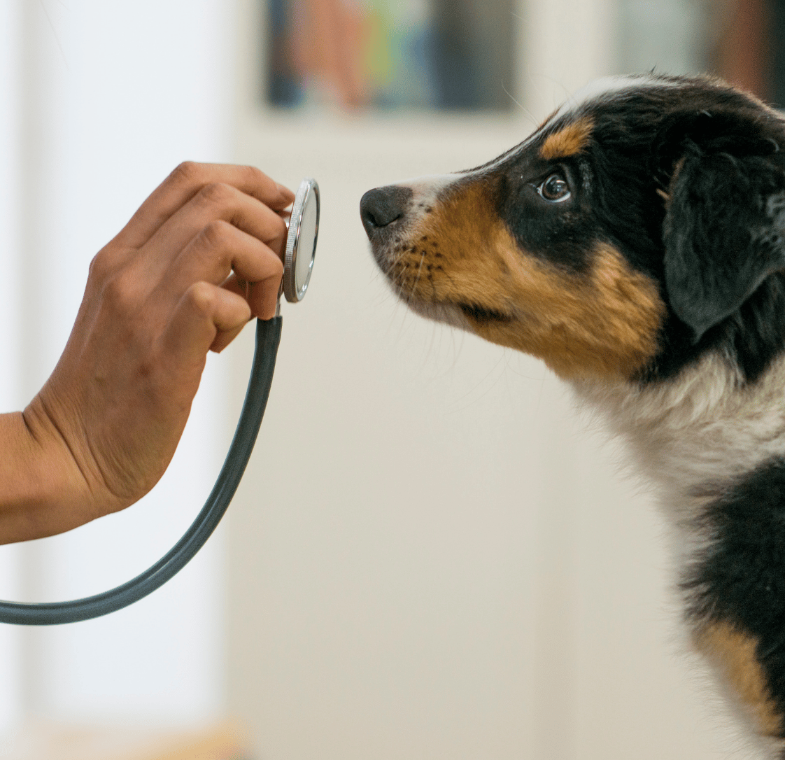 Why We Sometimes Recommend Muzzles & Pre-Visit Medication And Why It’s Nothing To Be Ashamed Of
