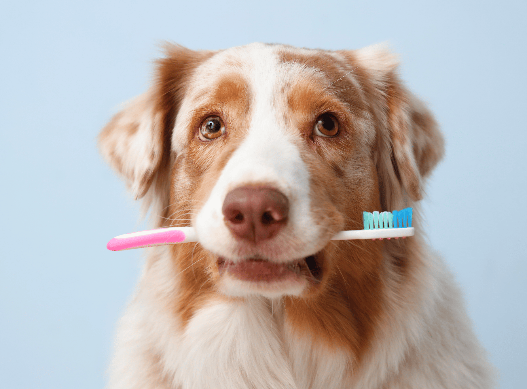 What Happens During Your Pet's Dental Procedure?