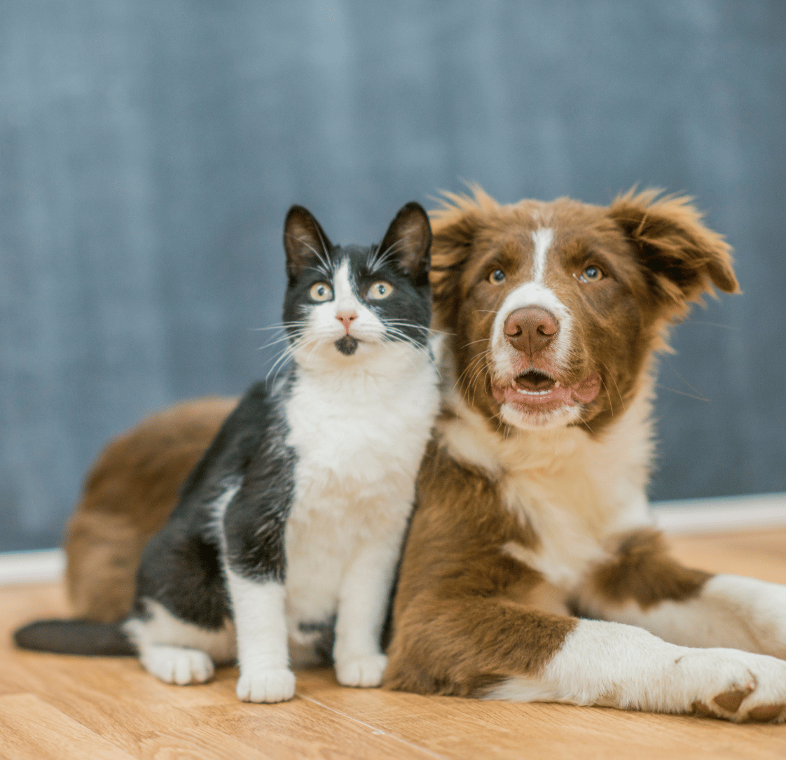When Should I Desex My Dog or Cat?