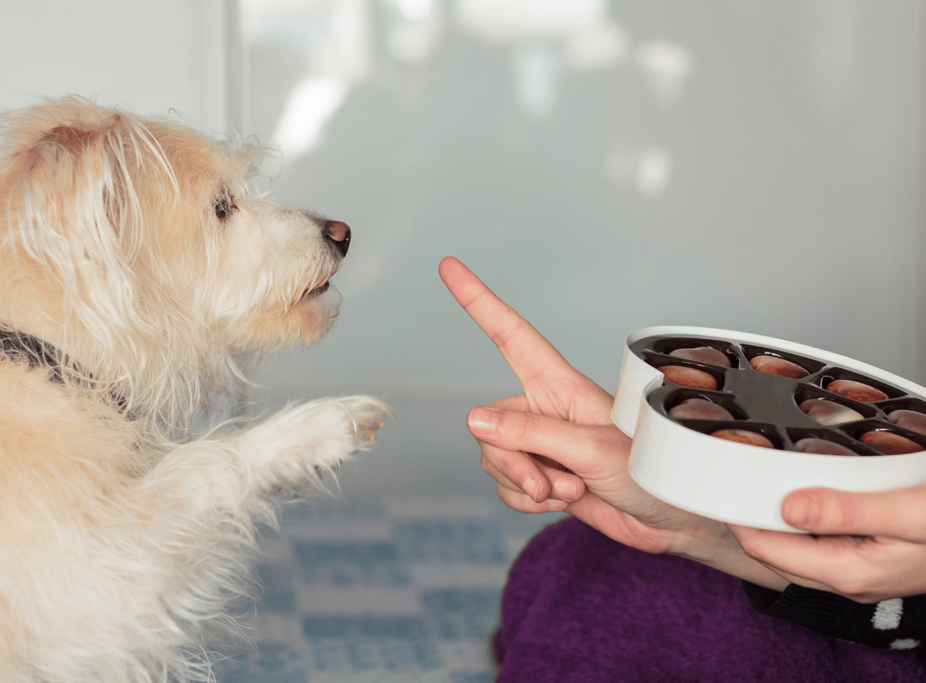 Why Is Chocolate Dangerous for Dogs?
