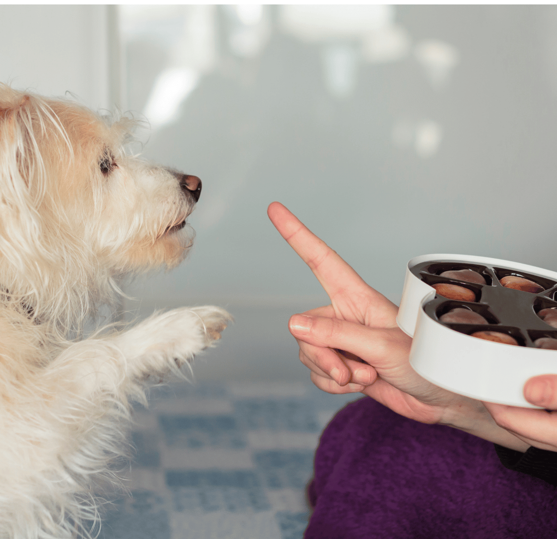 Why Is Chocolate Dangerous for Dogs?