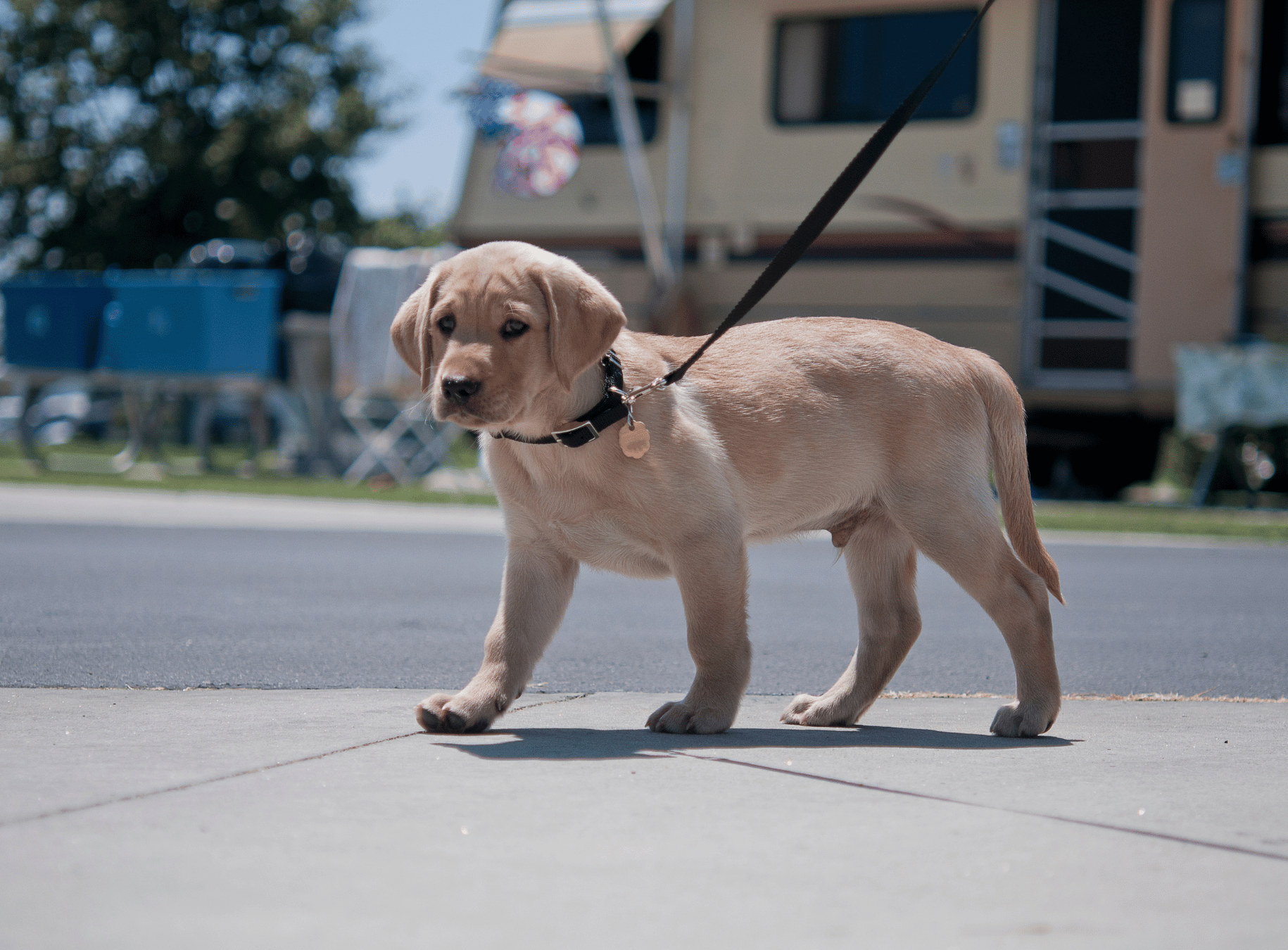 When Can My Puppy Go for a Walk?