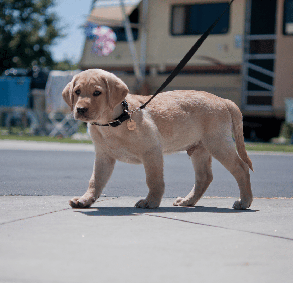 When Can My Puppy Go for a Walk?