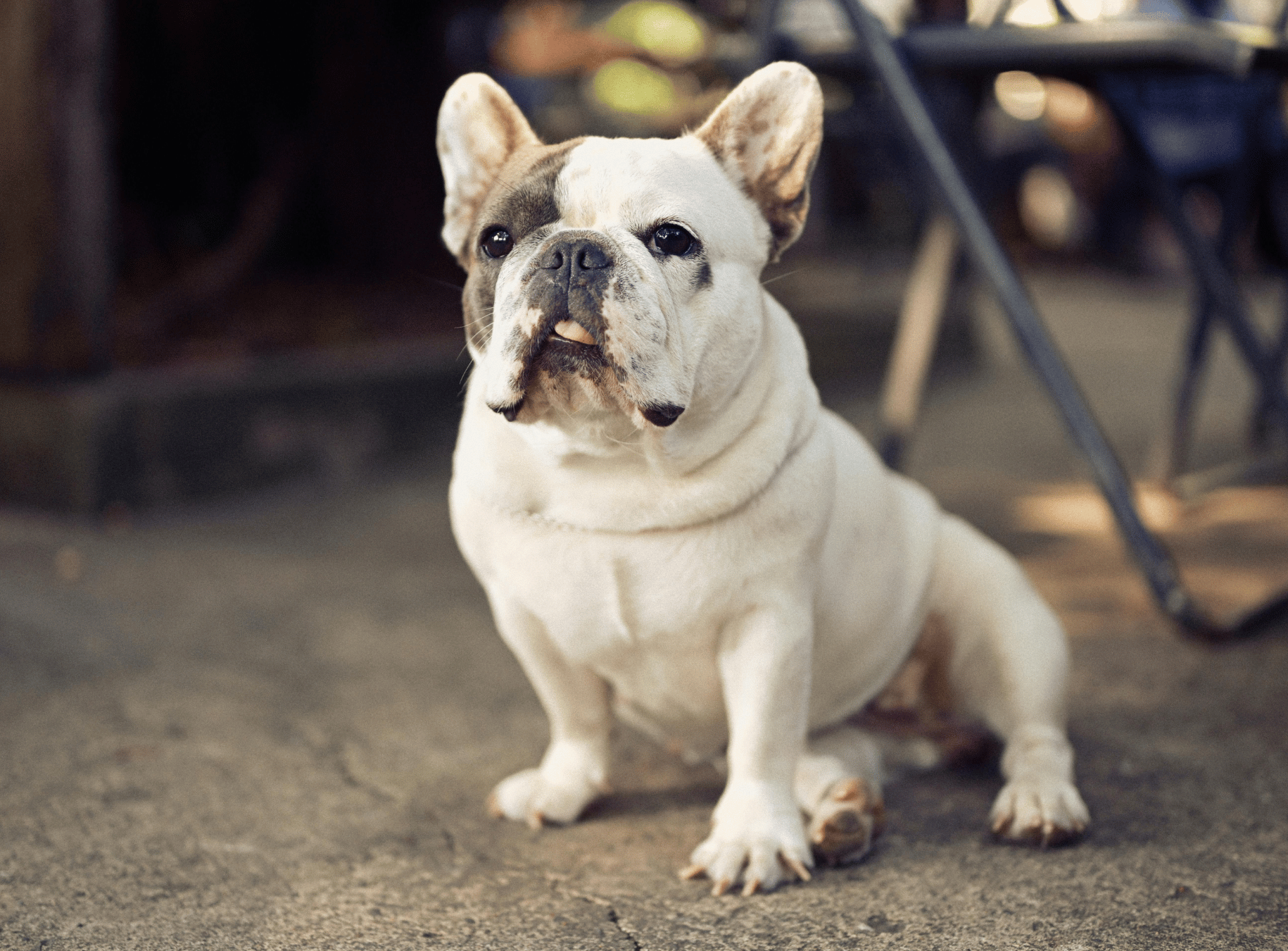 French Bulldog Health Guide: Common Issues and How to Help