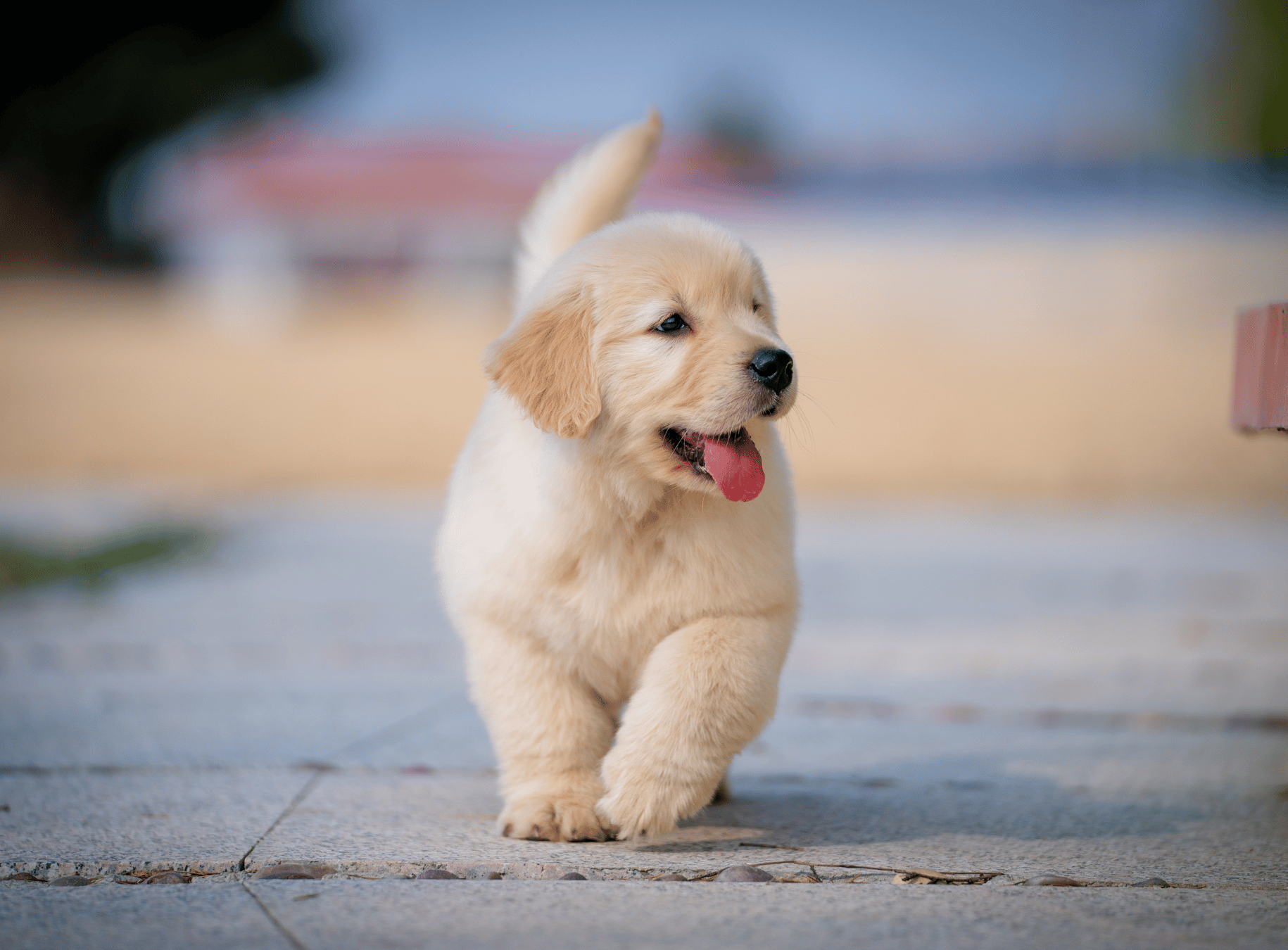 Why Does My Puppy Get Hiccups?