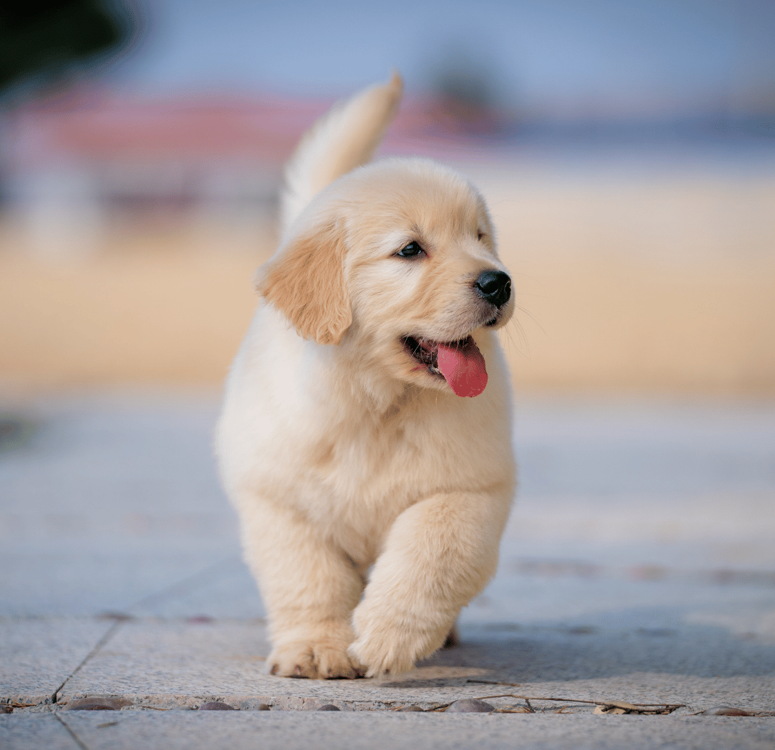 Why Does My Puppy Get Hiccups?