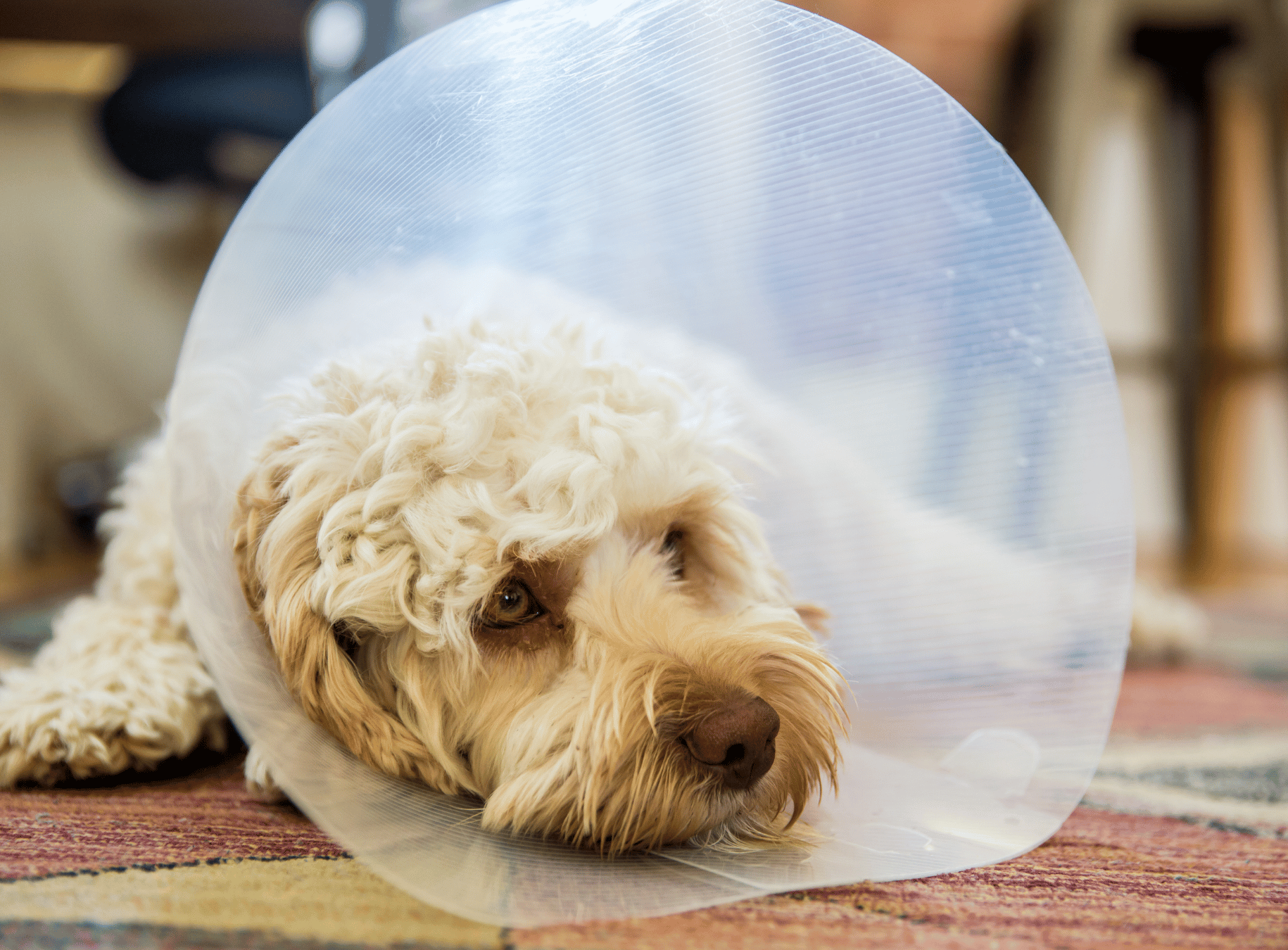 Dog Cruciate Surgery Recovery: A Week-by-Week Guide