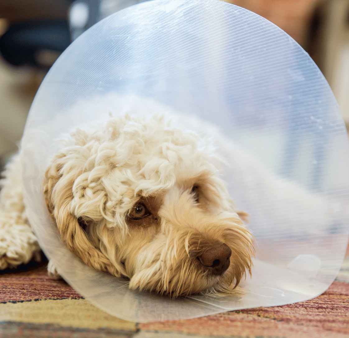 Dog Cruciate Surgery Recovery: A Week-by-Week Guide