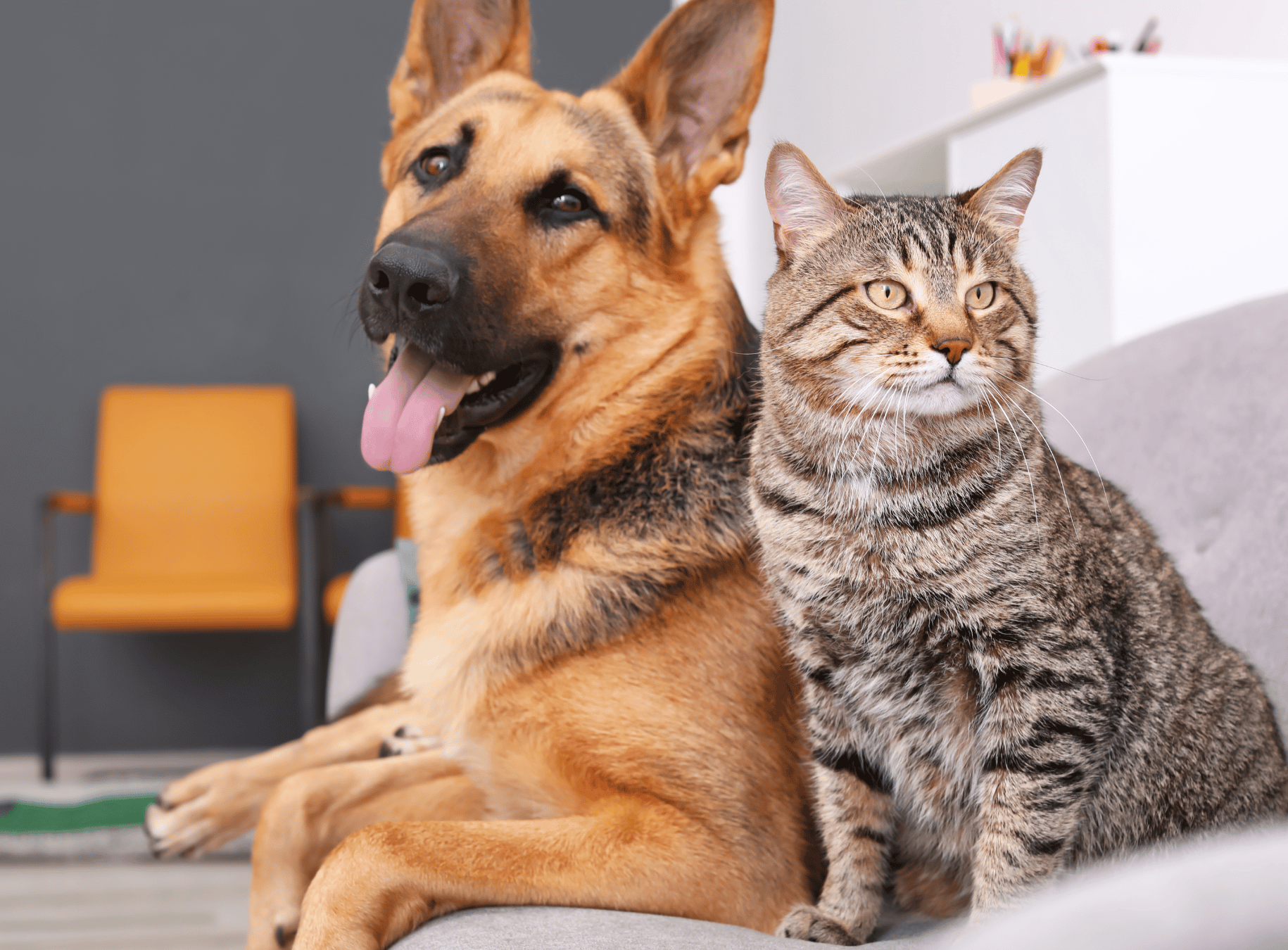 Pet Insurance for Dogs and Cats: Is It Worth It in Australia?