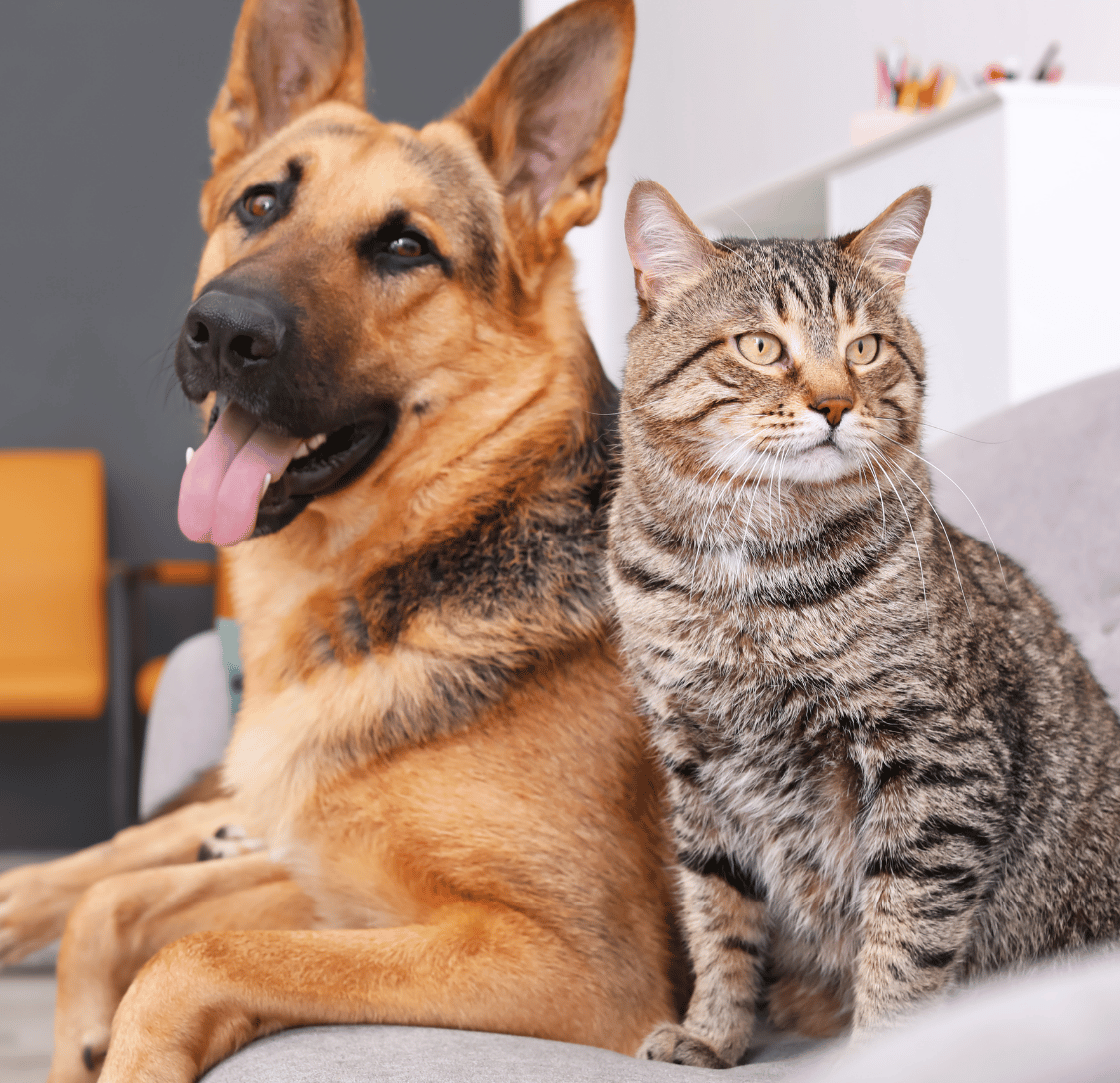 Pet Insurance for Dogs and Cats: Is It Worth It in Australia?