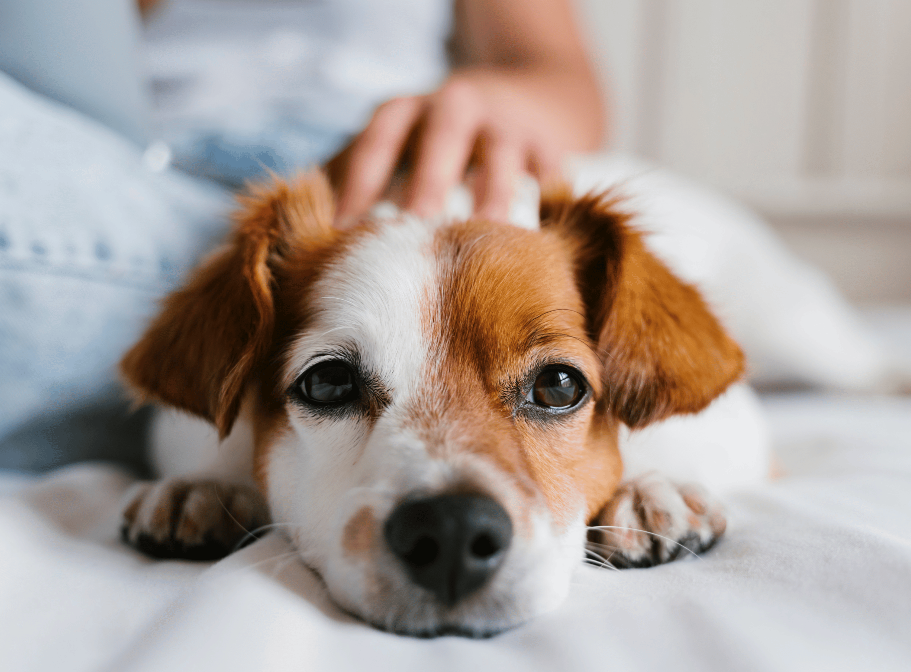 What to Expect from In-Home Pet Euthanasia
