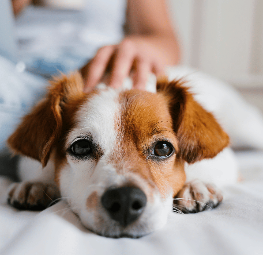 What to Expect from In-Home Pet Euthanasia