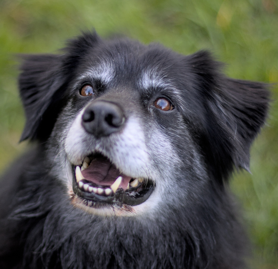 Beransa vs Cartrophen vs Librela: Comparing Arthritis Treatments for Dogs and Cats