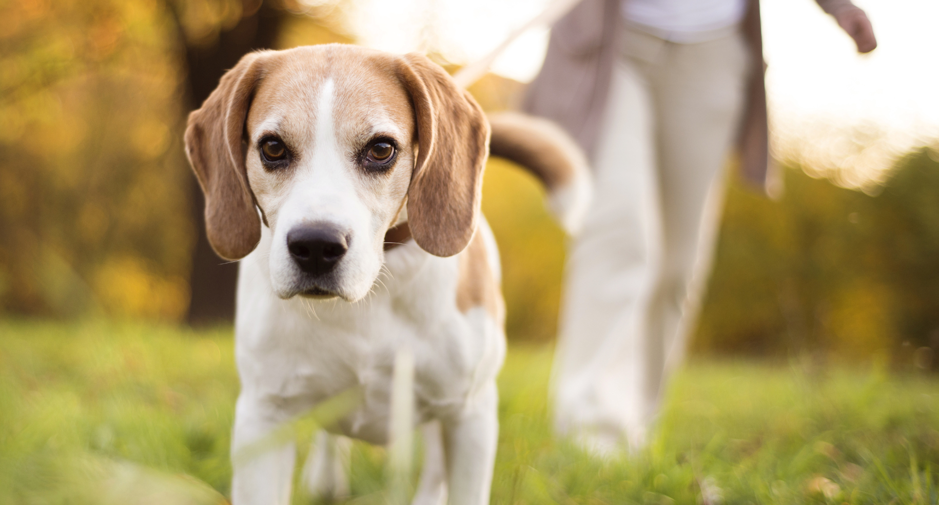 Beransa vs Cartrophen vs Librela: Comparing Arthritis Treatments for Dogs and Cats