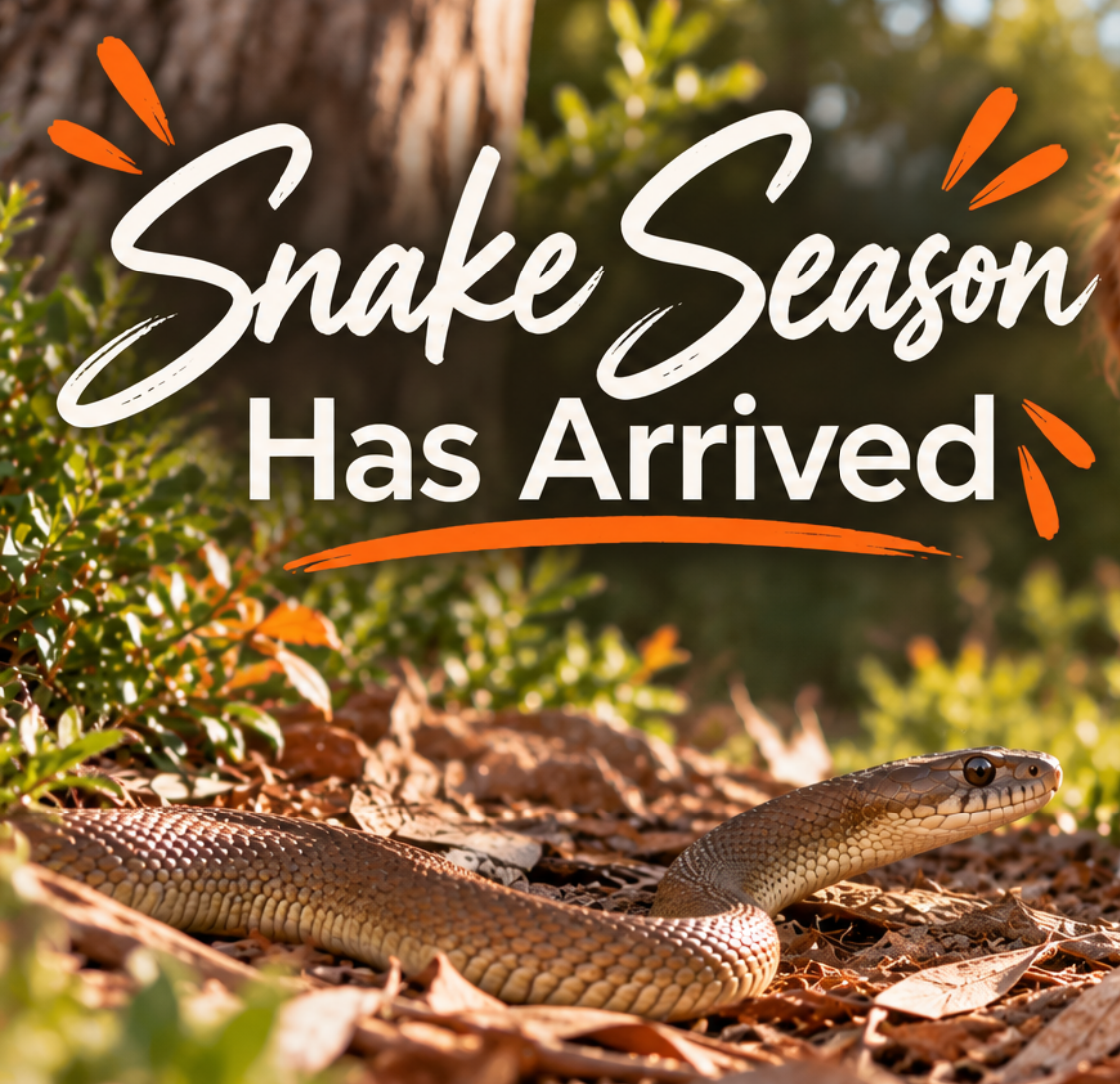 Snake Season in Victoria: What to Do If Your Pet Is Bitten