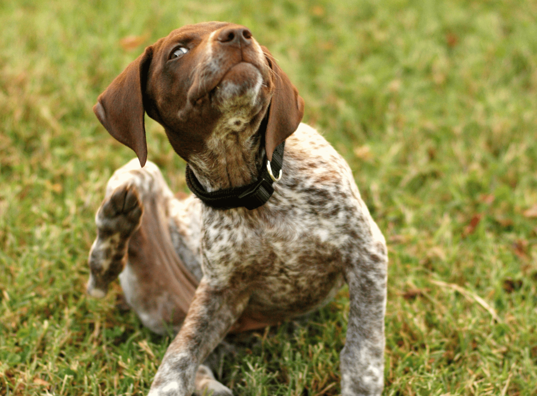 Spring Flea and Tick Prevention for Dogs and Cats