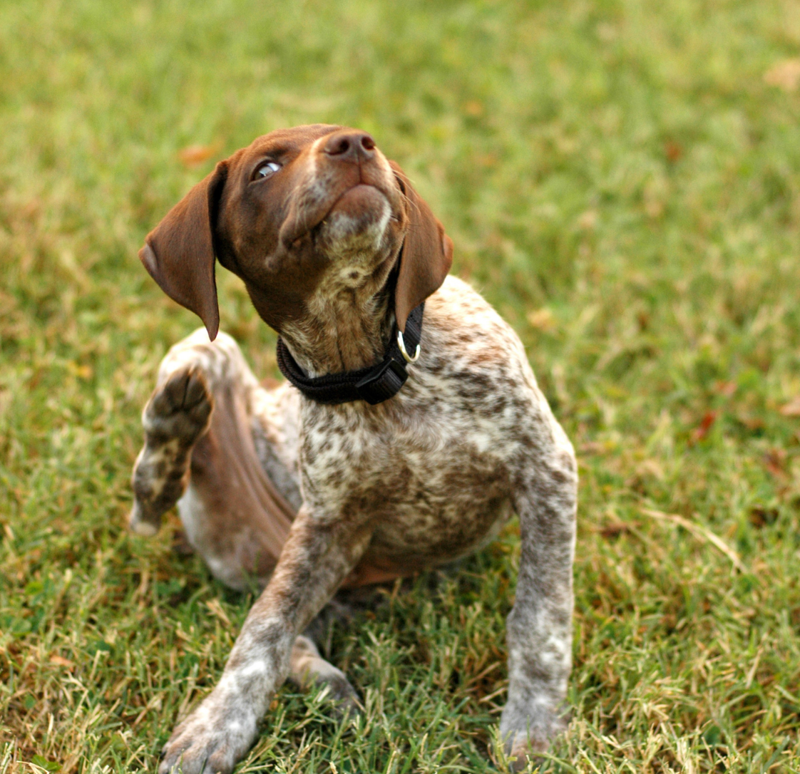 Spring Flea and Tick Prevention for Dogs and Cats