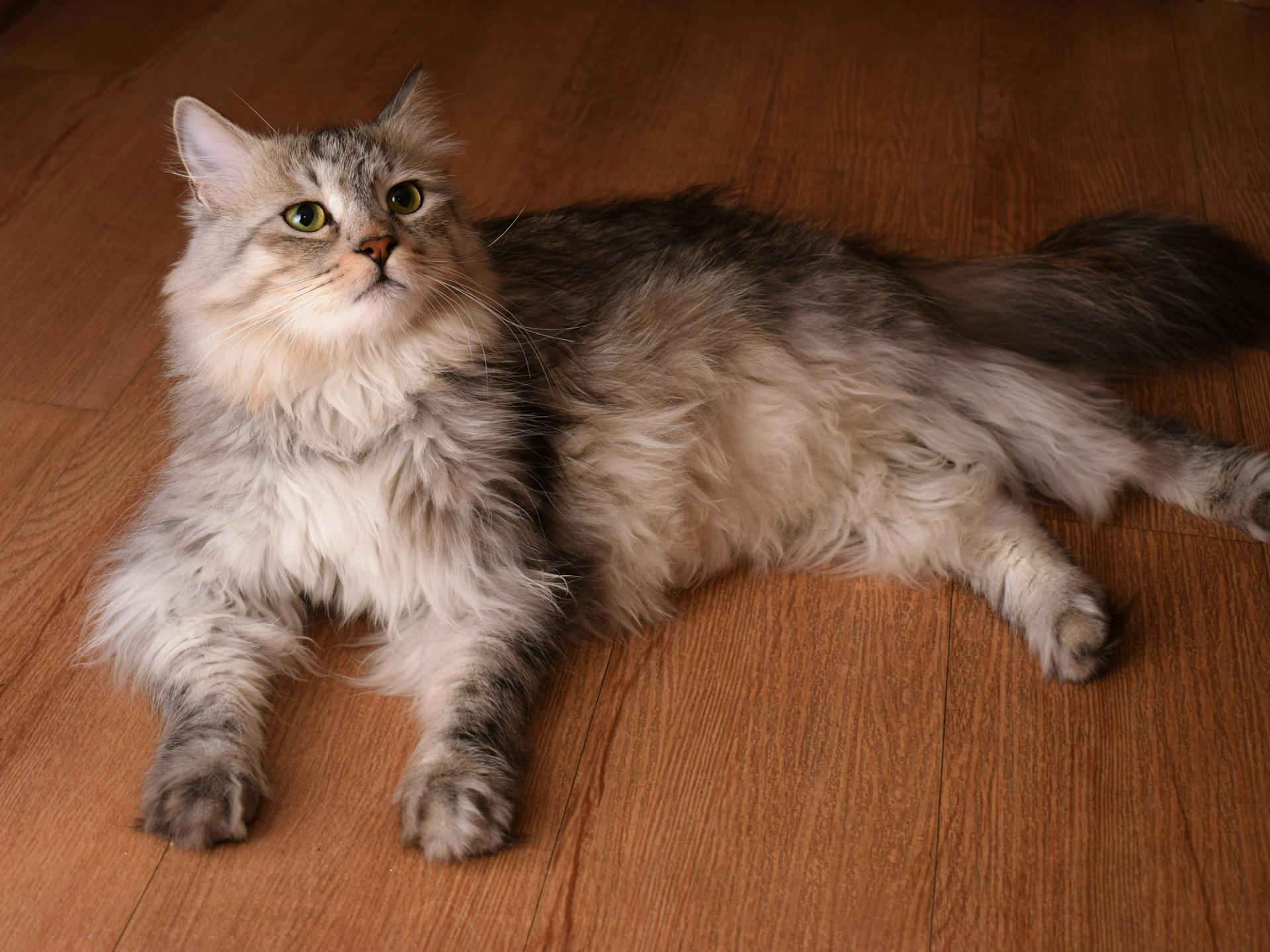 A cat lays happily on a vinyl flooring.