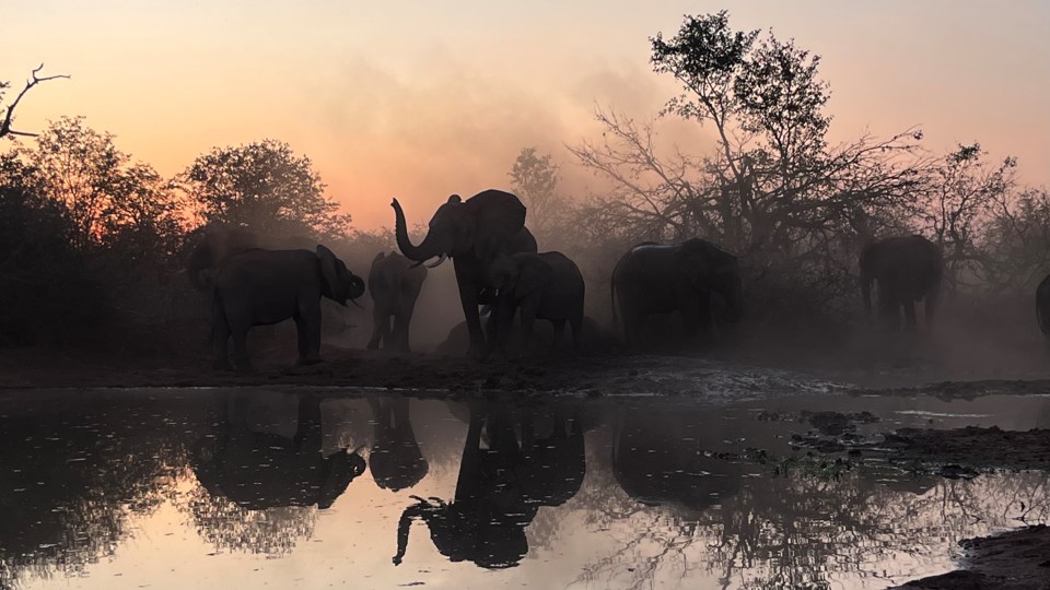 Elephants at dusk at the volunteer project in Central Tuli Game Reserve in Botswana.