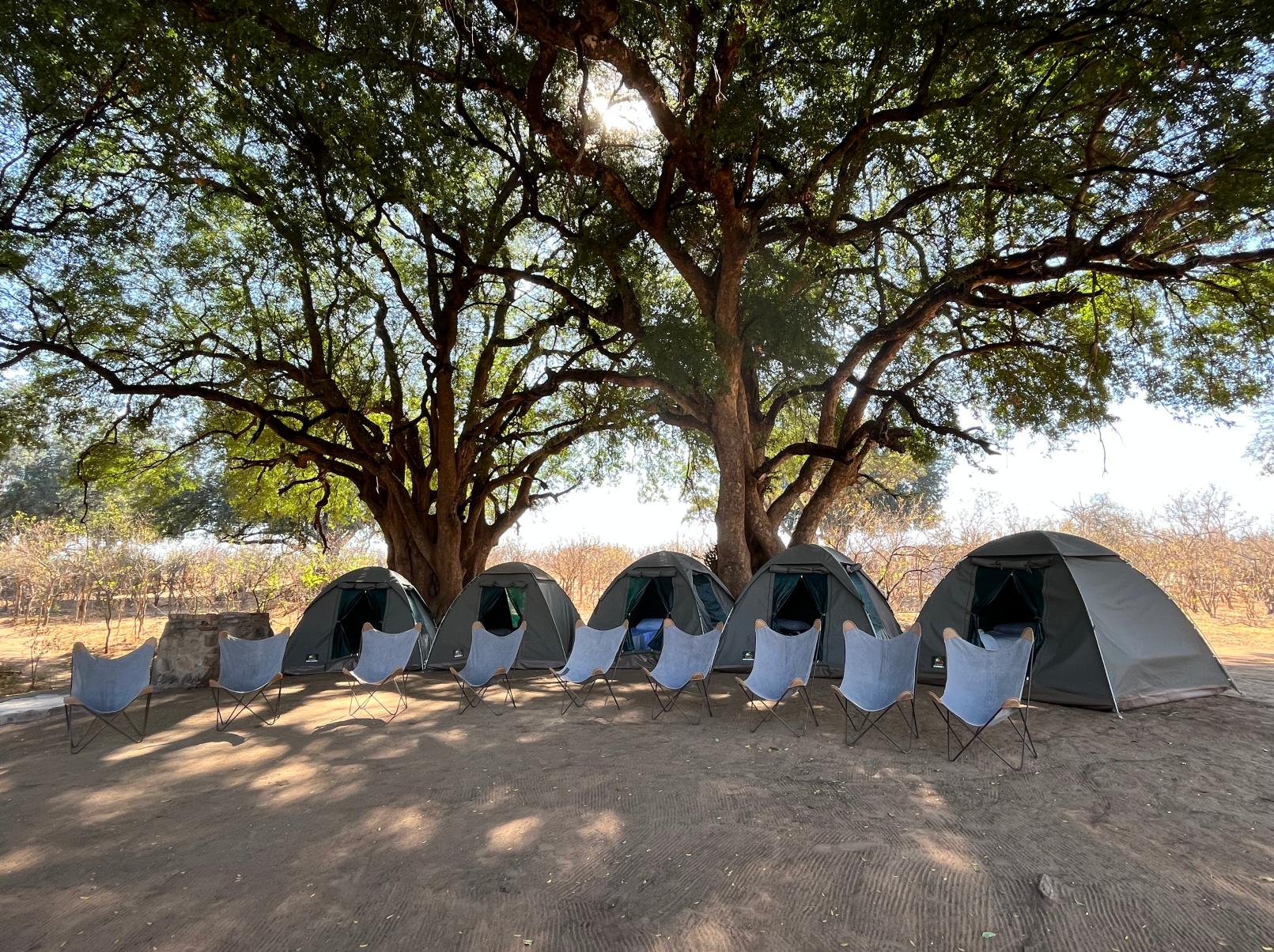 tented volunteer accommodation at the Central Tuli Game Reserve in botswana.