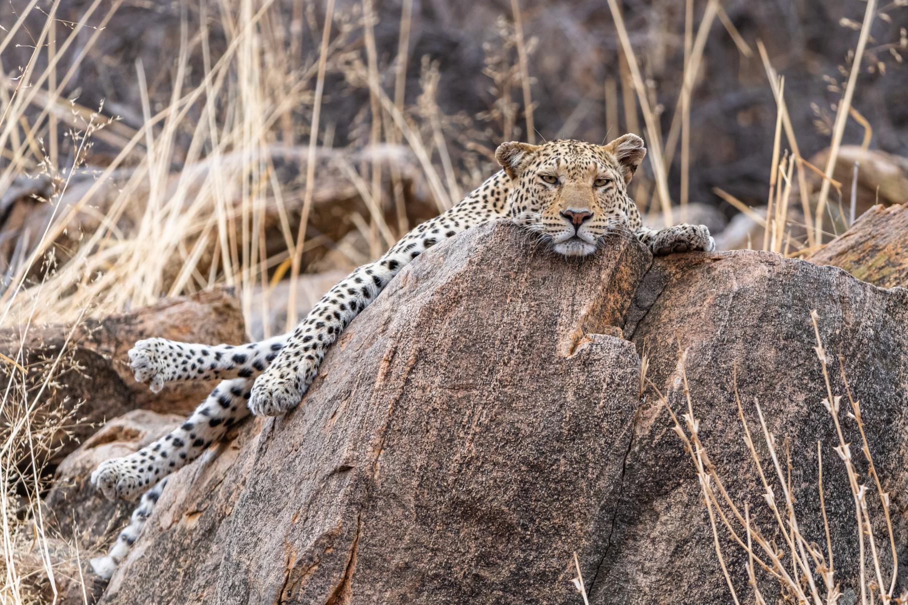 leopard laying down at the central tuli game reserve in Botswana.