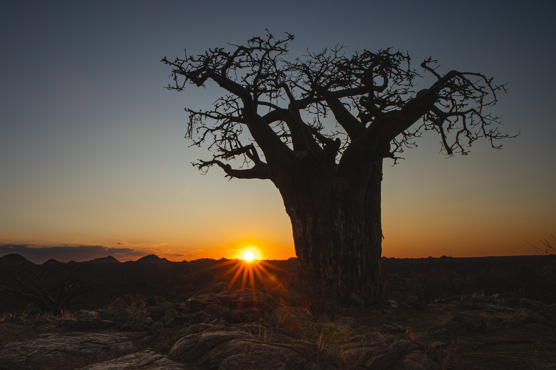 Baobab tree in the sunset at the Central Tuli Game Reserve in Botswana.