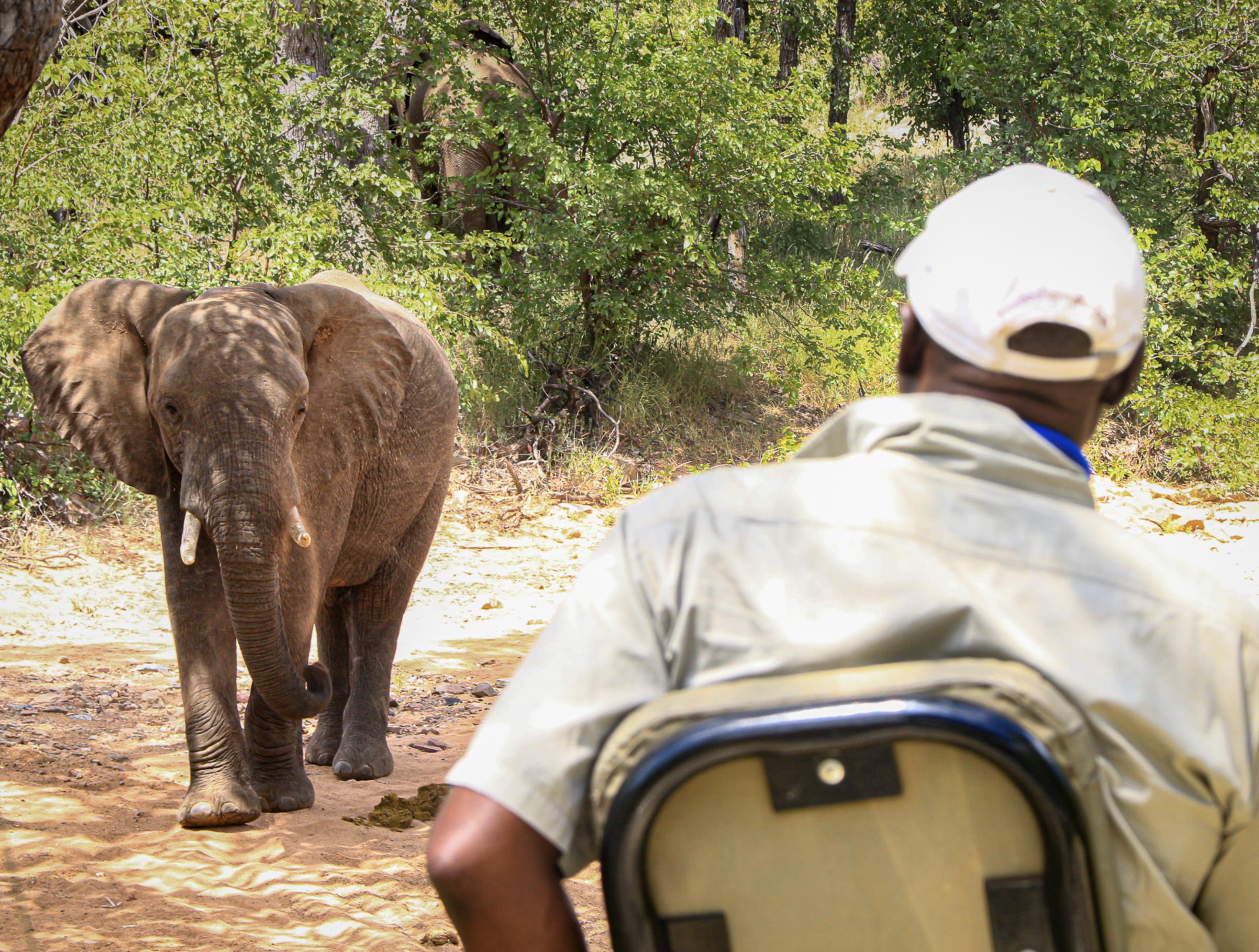 Elephant up close on a game drive at the Central Tuli Game Reserve.