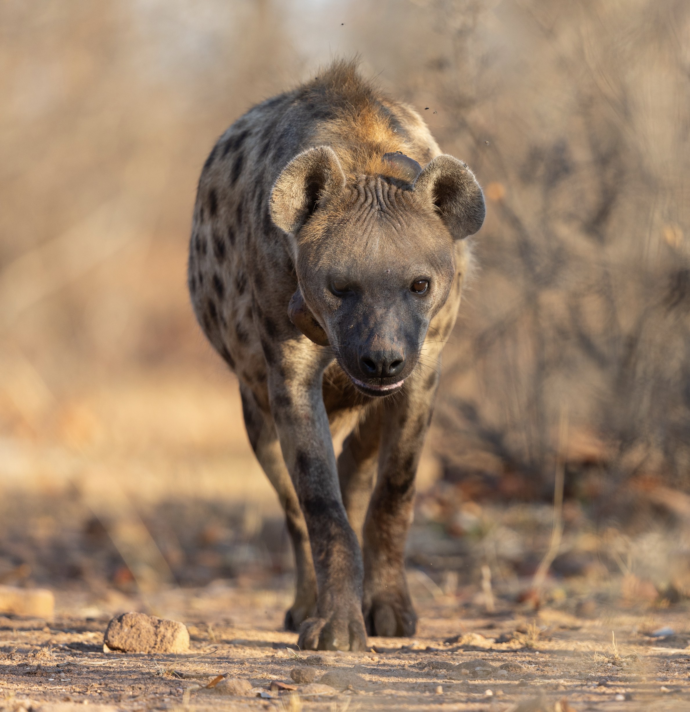Hyeana walking at the Central Tuli Game Reserve in Botswana.