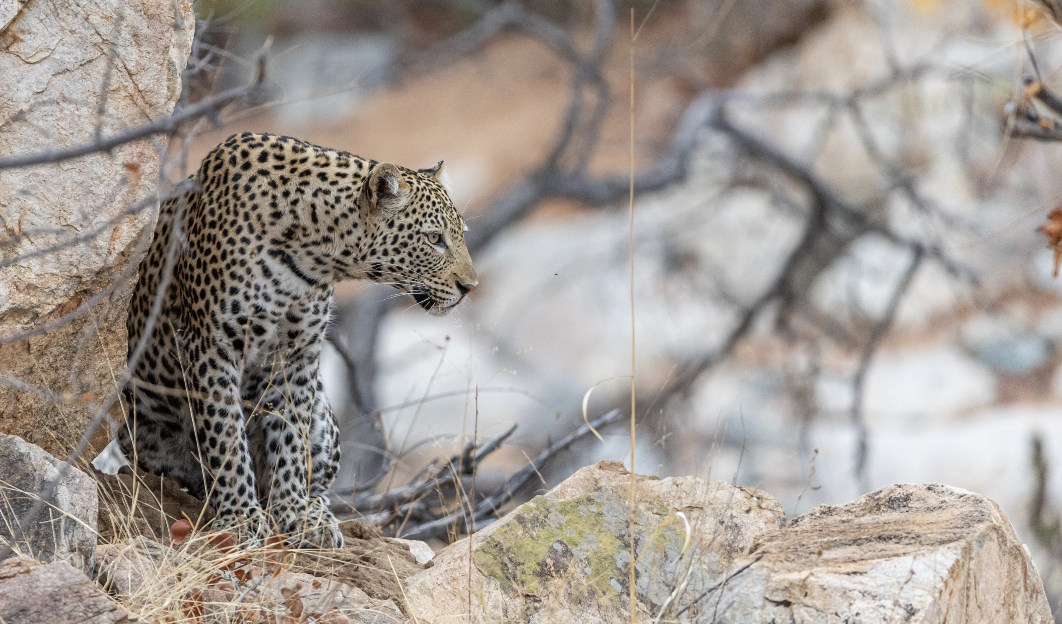 Leopard at the central tuli game reserve in Botswana.