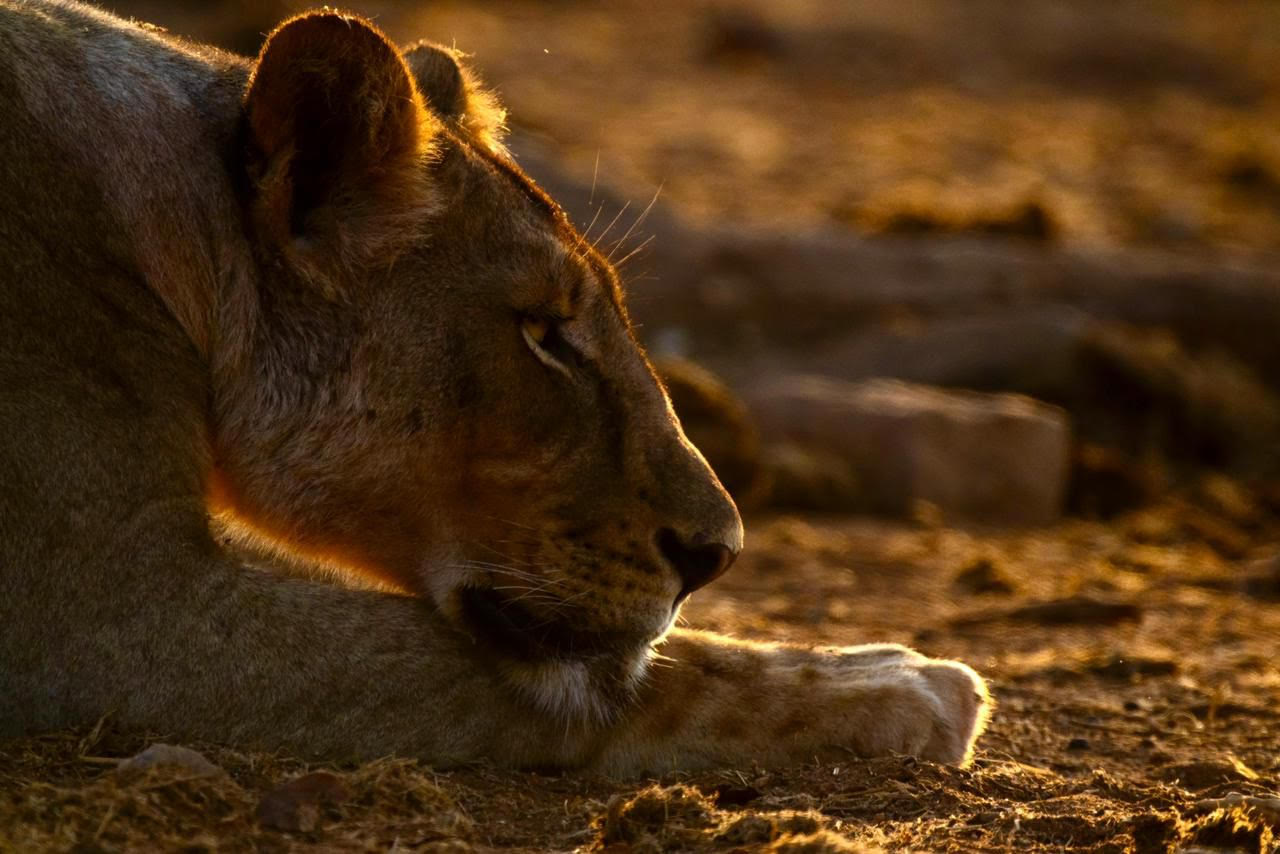 lion at the volunteer project at Central Tuli Game Reserve in Botswana.