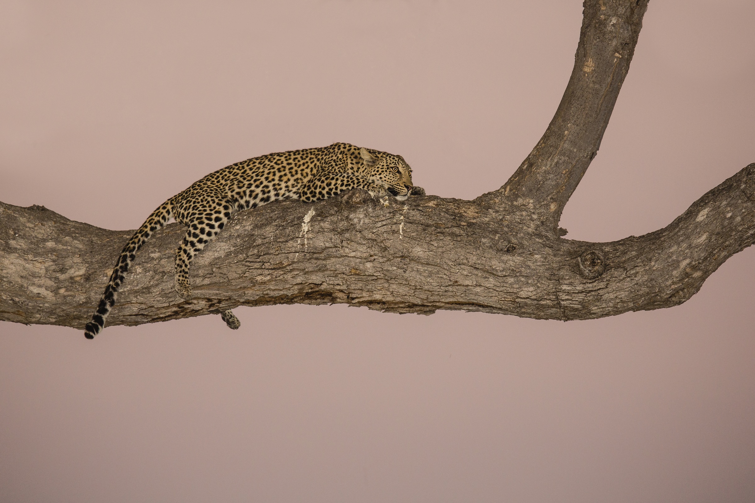 Leopard hviler sig på en gren under en luksuriøs mobilsafari i Botswana.