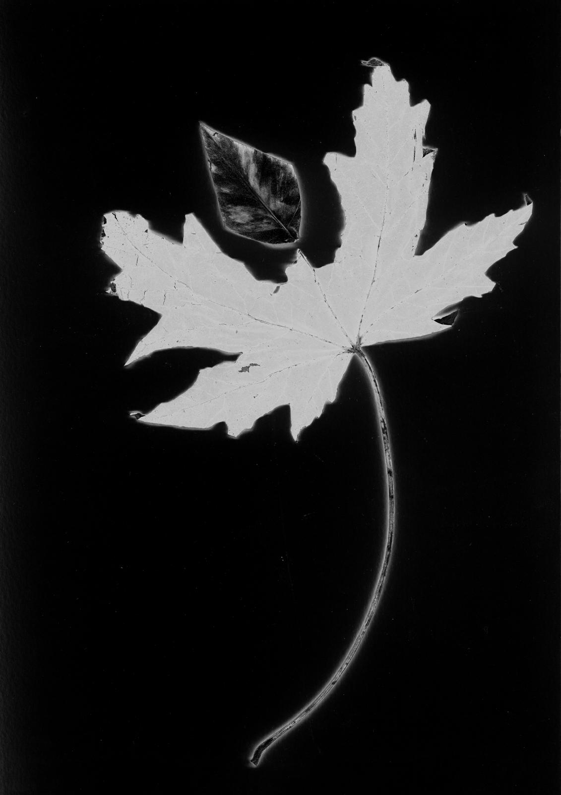 Sulla timidezza delle fronde