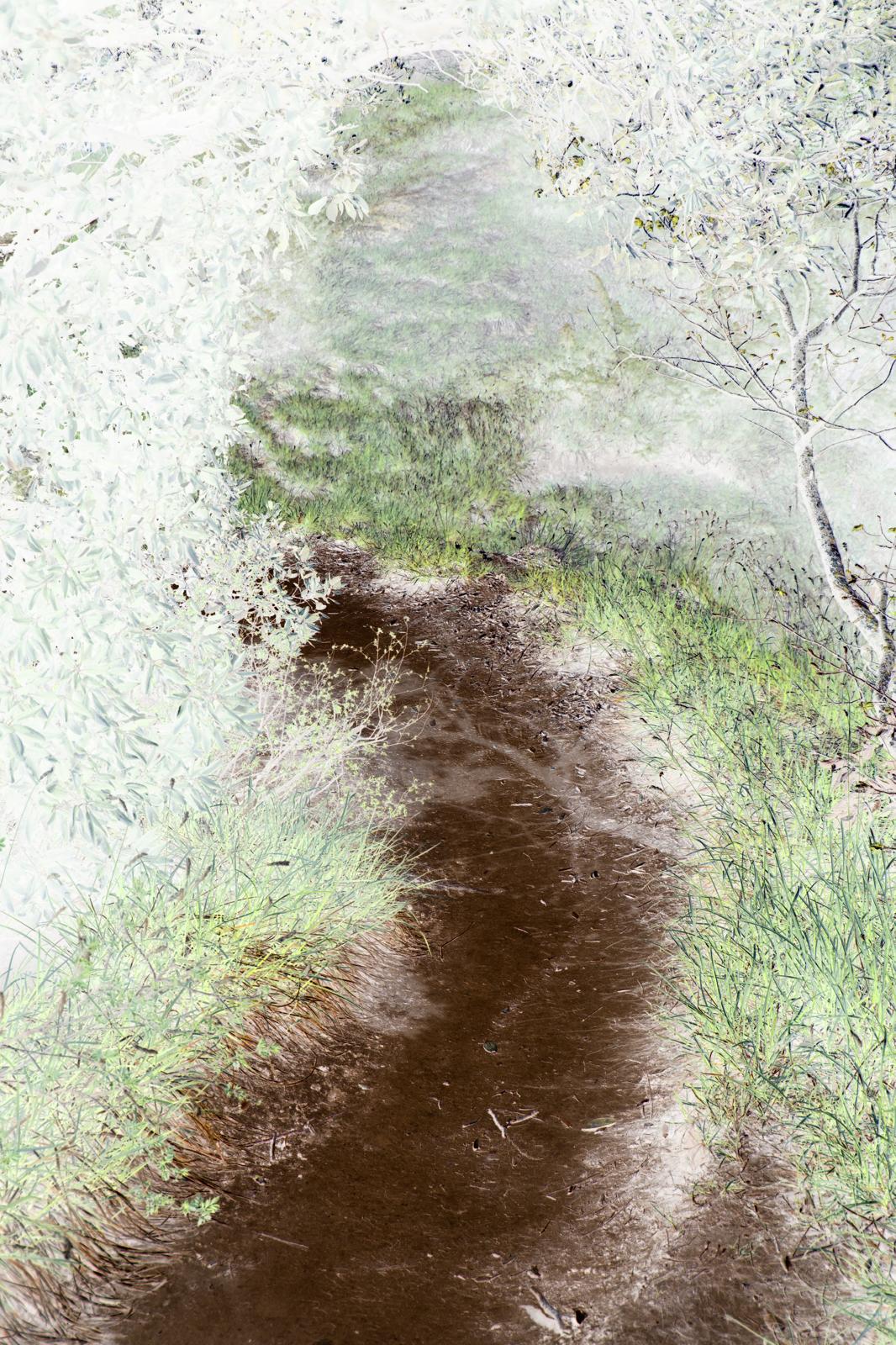 Sulla timidezza delle fronde