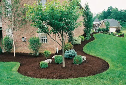 A neat and well-maintained residential lawn features a curved mulch bed with various shrubs and trees, positioned next to a brick house.