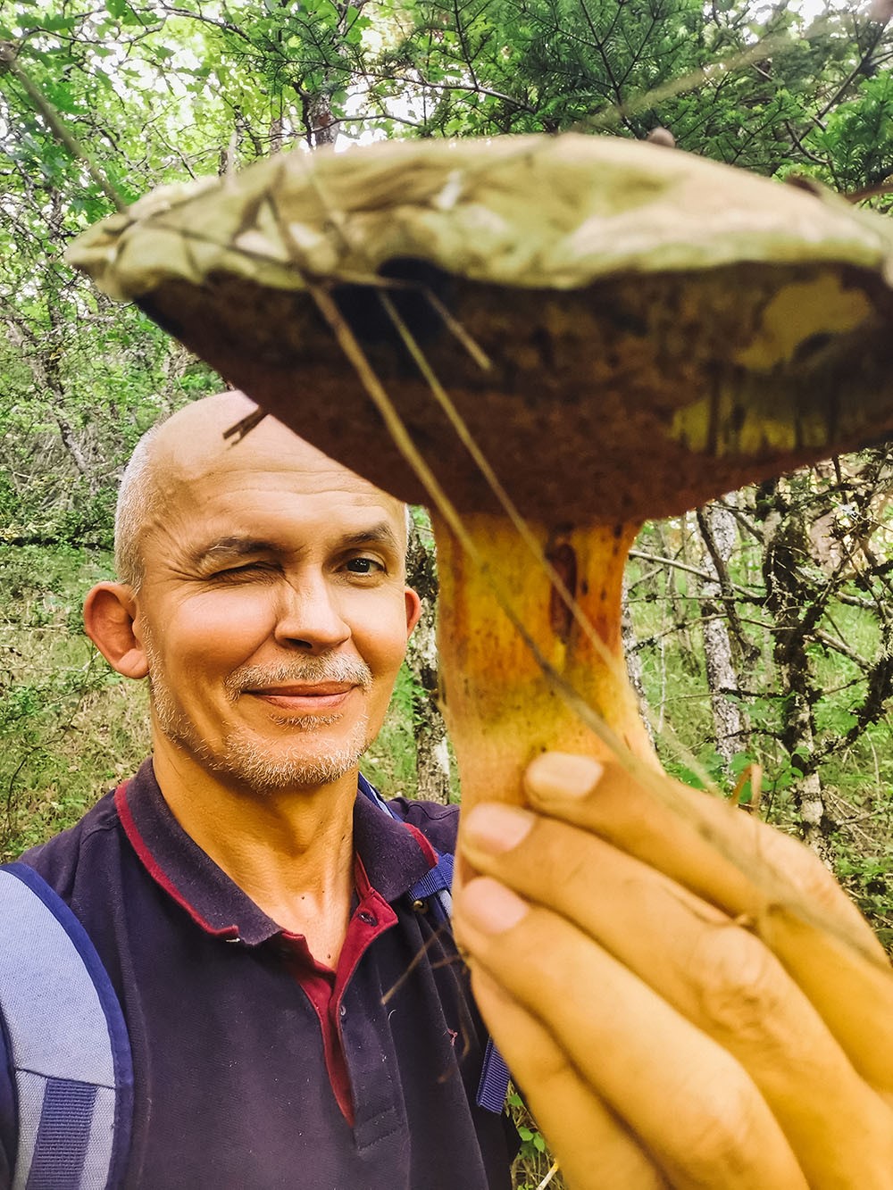 Cueillette champignons en forêt
