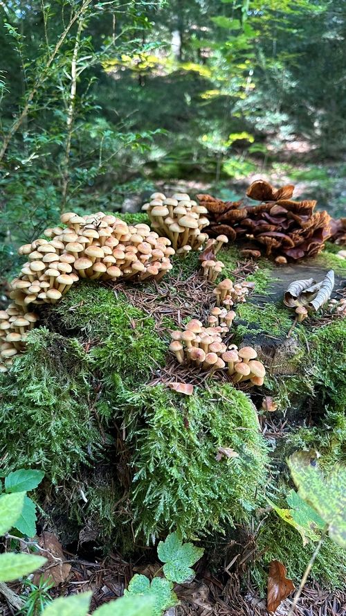 Découverte champignons en nature