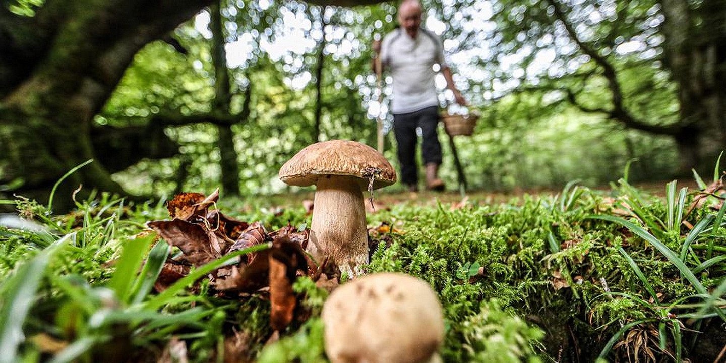 Cueillette champignon en forêt