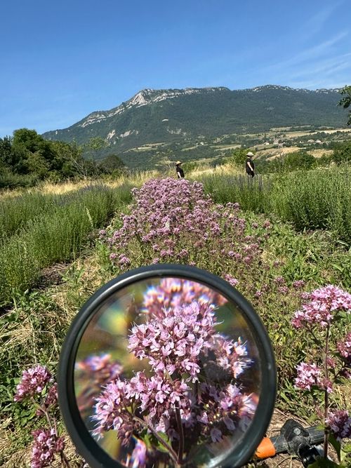 Team-building découverte : Balade herboriste nature