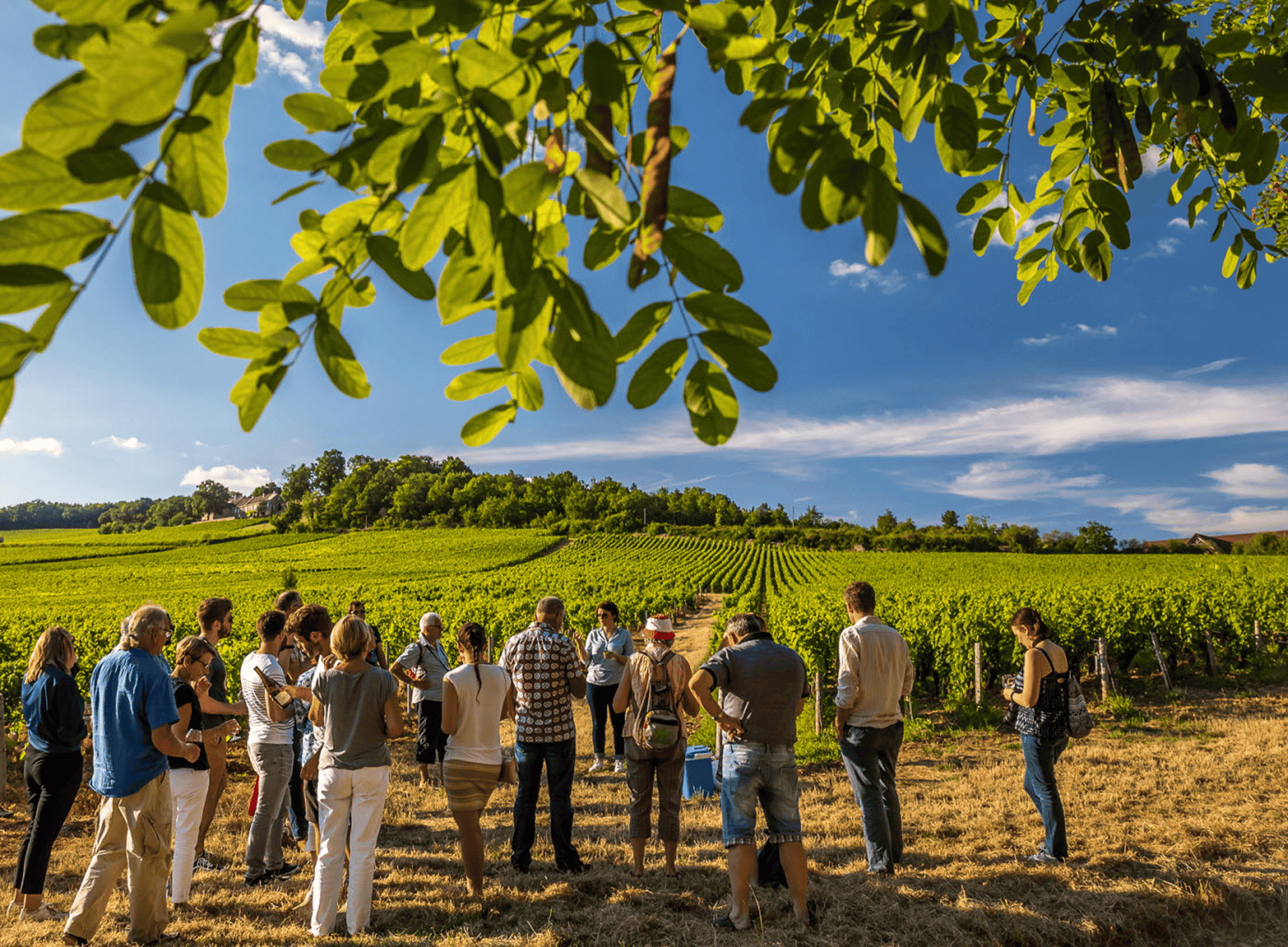 Team-building découverte : Visite de vignobles et dégustation