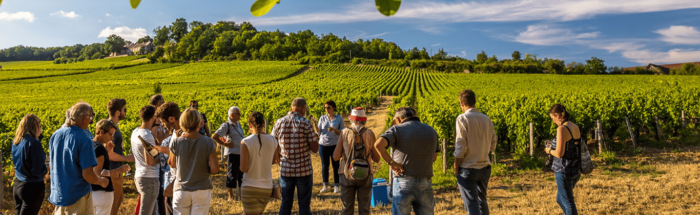 Cohésion d'équipe - balade dans les vignes